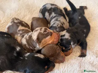 Miniature Dachshund dogs Beautiful Litter - K.C Registered - Advert 9