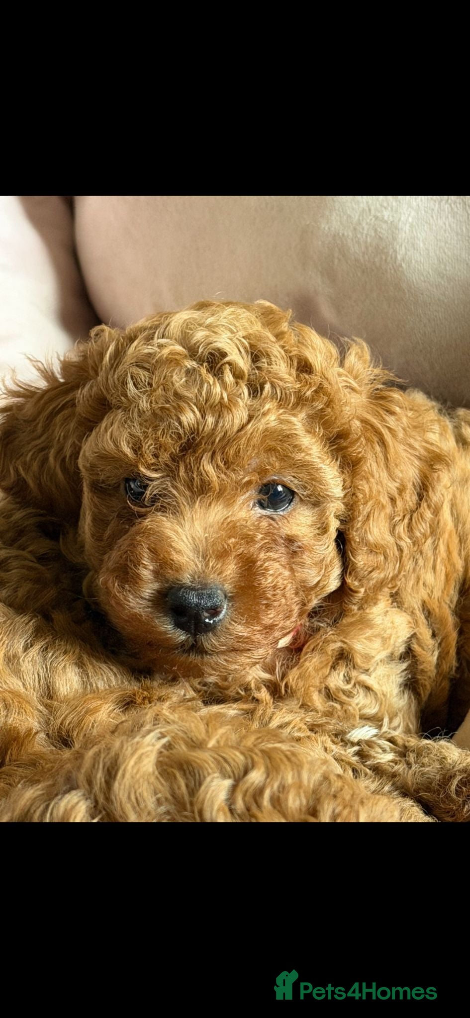 Miniature Poodle dogs 2 beautiful red  miniature poodle girls  - Advert 1