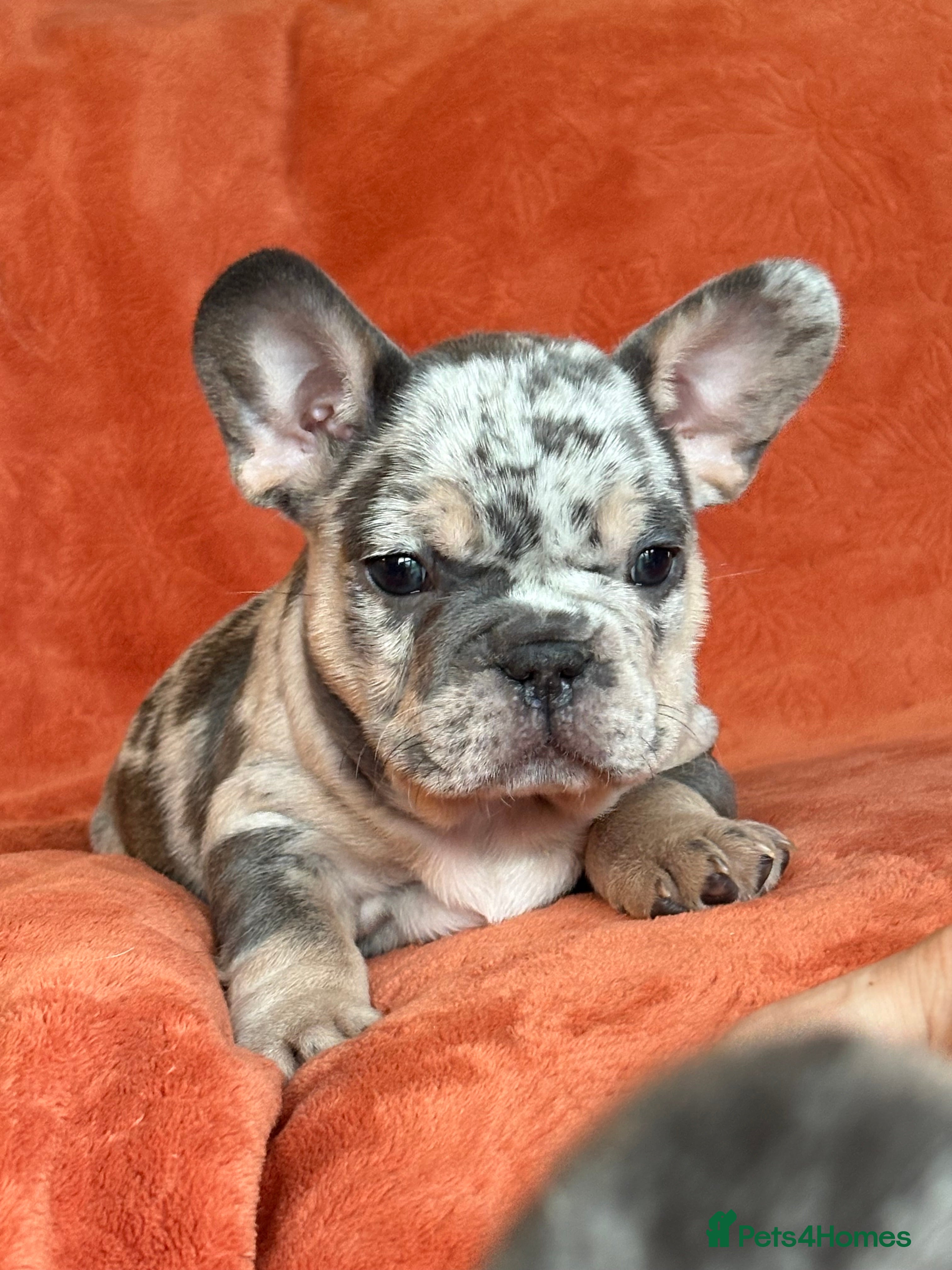 French Bulldog dogs FRENCH-BULLDOG LITTER - 3 LEFT ❤️‍🔥 - Advert 1