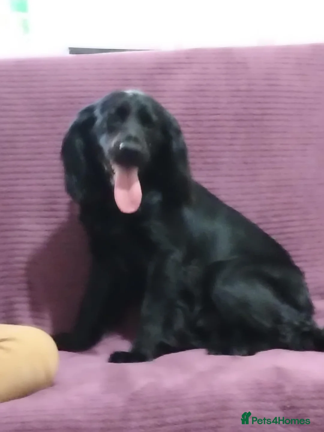 Cocker Spaniel dogs for sale: Cocker spaniel - Advert 4