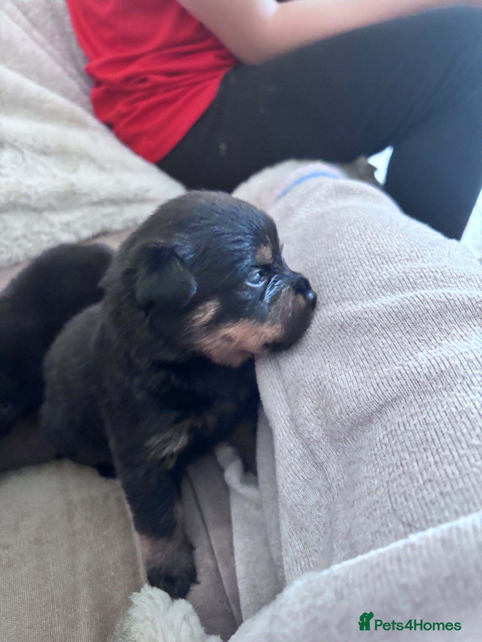 Rottweiler dogs  German Rottweiler puppies  - Advert 14