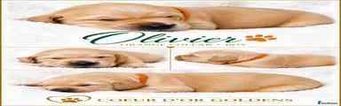 Golden Retriever Orange Collar 