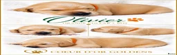 Golden Retriever dogs for sale: KC Golden Retriever from Health Tested Parents - Advert 16