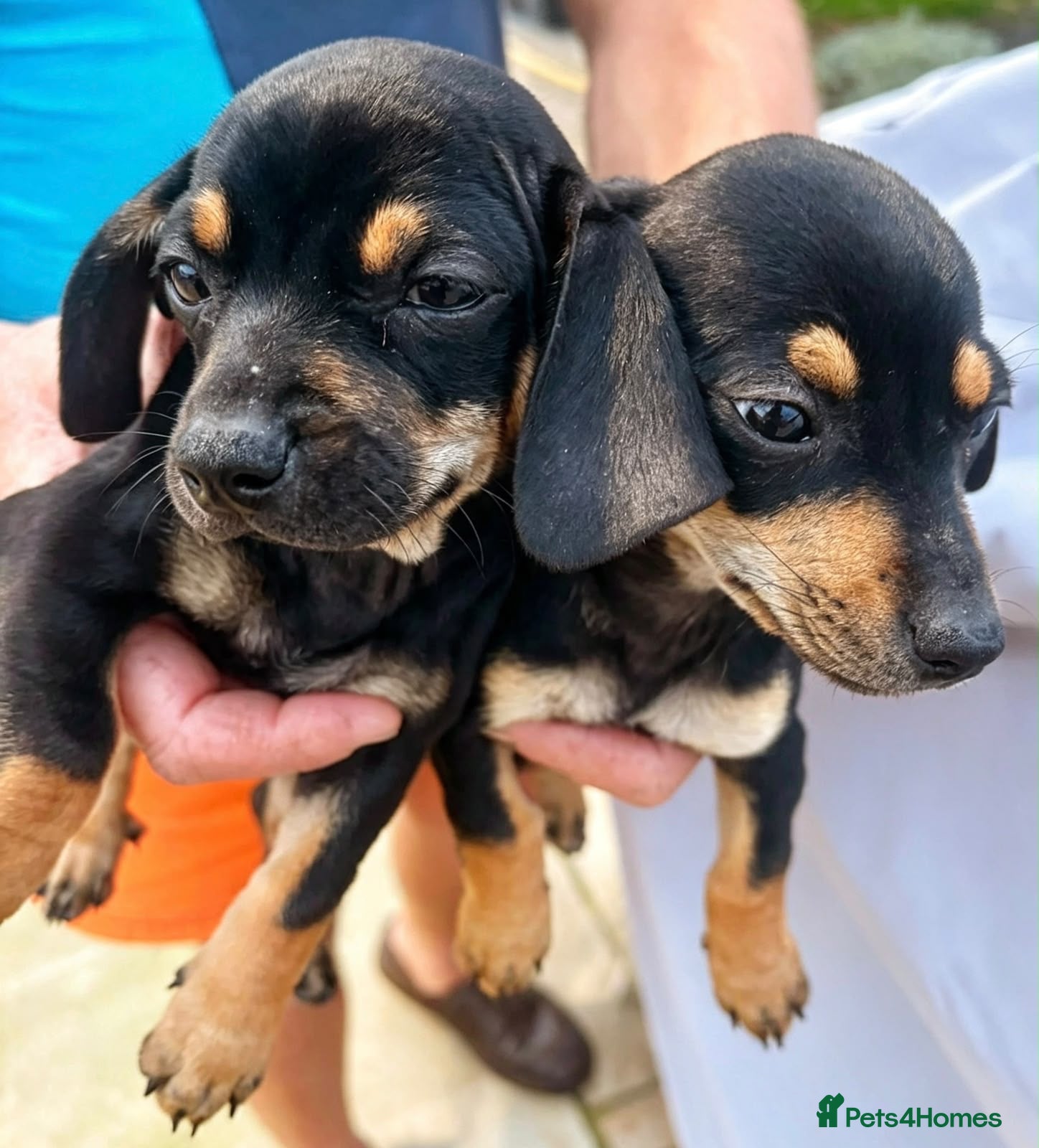 Dachshund dogs STUNNING DACHSHUND PUPS READY LAST GIRL - Advert 6