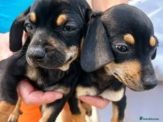 Dachshund dogs STUNNING DACHSHUND PUPS READY LAST GIRL - Advert 6