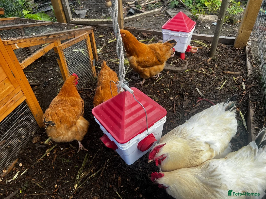 Chickens poultry for sale: Laying buff Orpington hens  - Advert 1