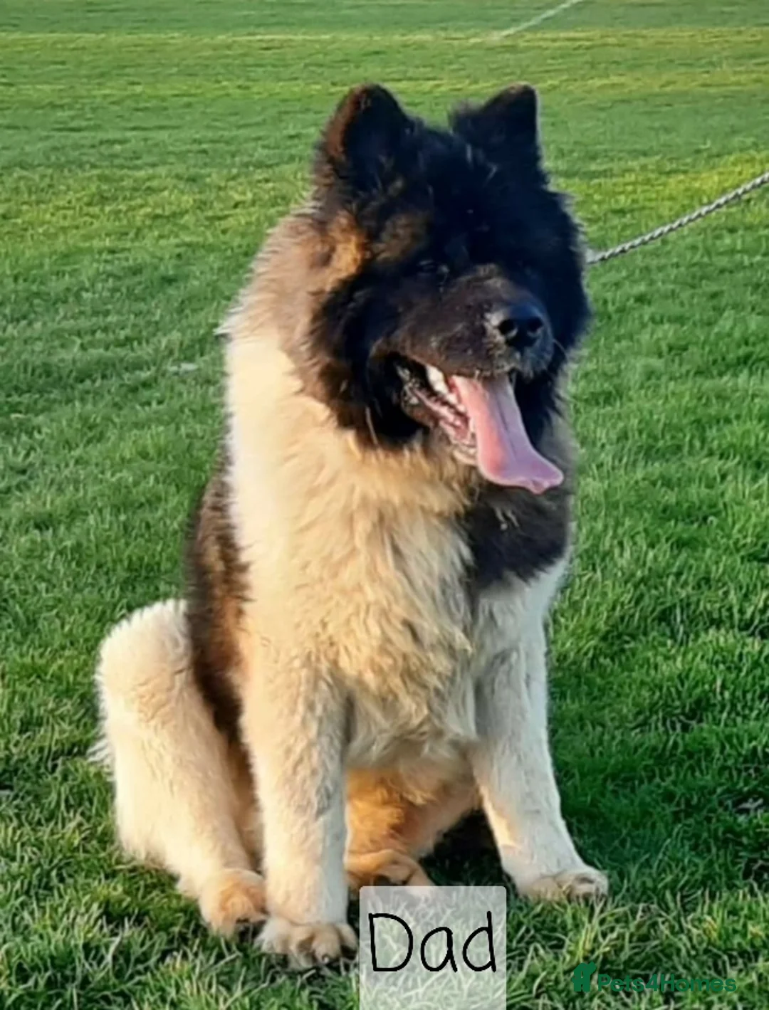 Akita dogs for sale: 9 weeks old Akita pups READY  - Advert 17