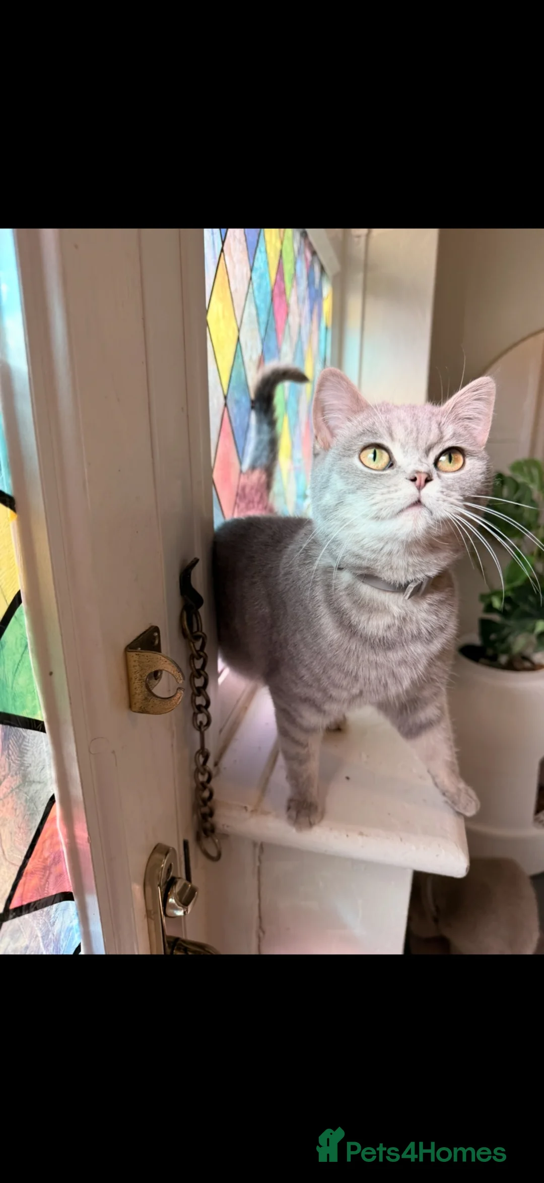 British Shorthair cats for sale: Princess Poppy  in Birkenhead - Advert 2