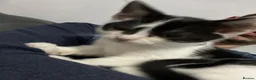 Mixed Breed cats for sale: Male black and white cat in Middlesbrough - Advert 3