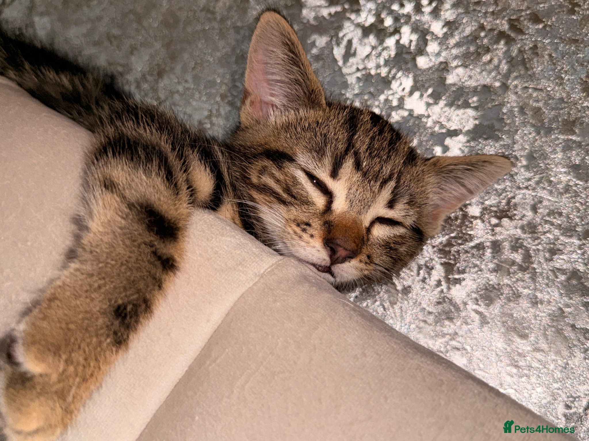 Domestic Shorthair cats for sale: Ultimate Cozy Companion -10 weeks Shorthair tabby  in Hounslow - Advert 5