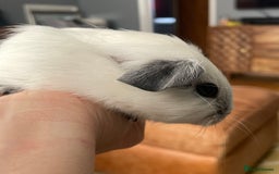 Guinea Pig rodents for sale: Two Female baby Californian point guineas - Image 7