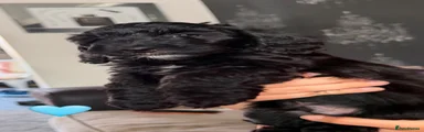 Doxiepoo 2