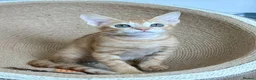 Arabian Mau cats for adoption: Two Male Rescue Kittens for Adoption Together in Carshalton - Advert 5
