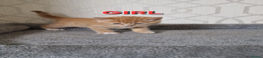 British Shorthair Kitten 4