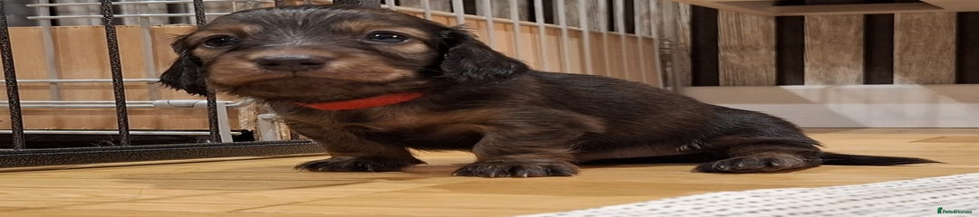 Miniature Dachshund Puppy 3