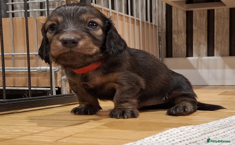Miniature Dachshund dogs - Advert 5