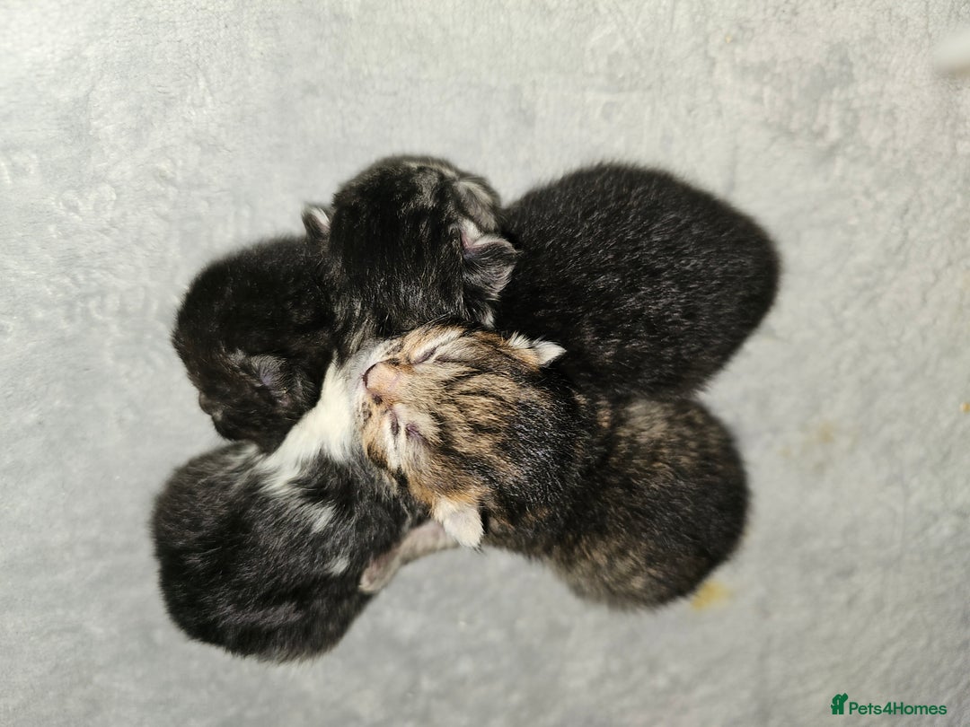 Persian cats for sale: Tabby female with full set up ready to go. - Image 32