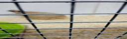 Quail poultry for sale: Japanese quail pair free to good home - Advert 3