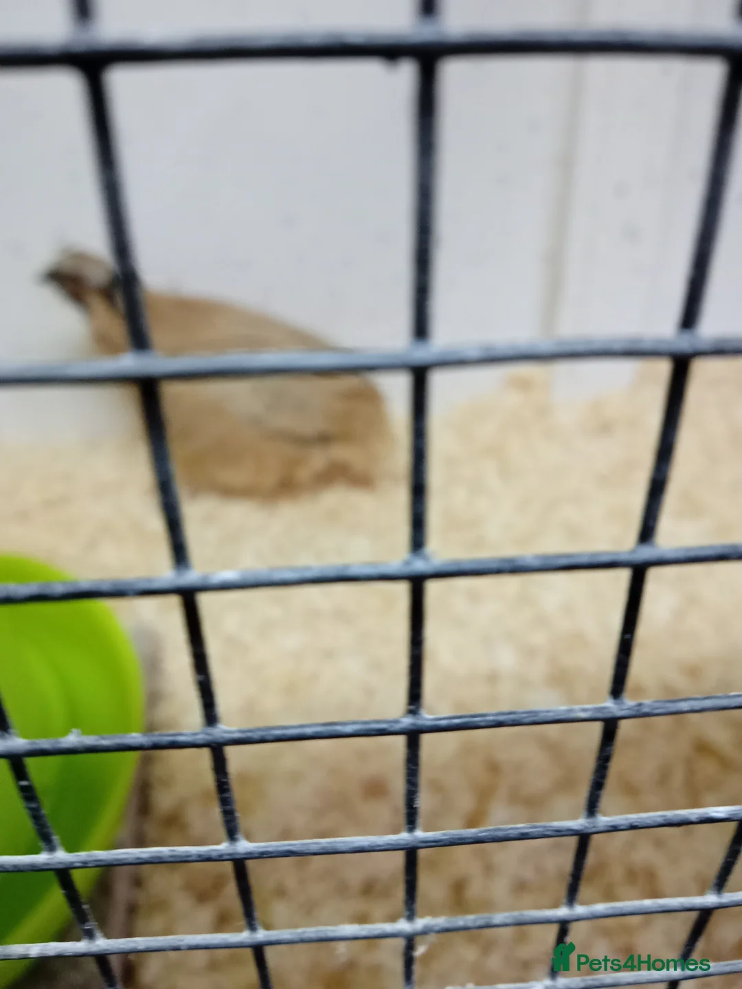 Quail poultry for sale: Japanese quail pair free to good home - Advert 3