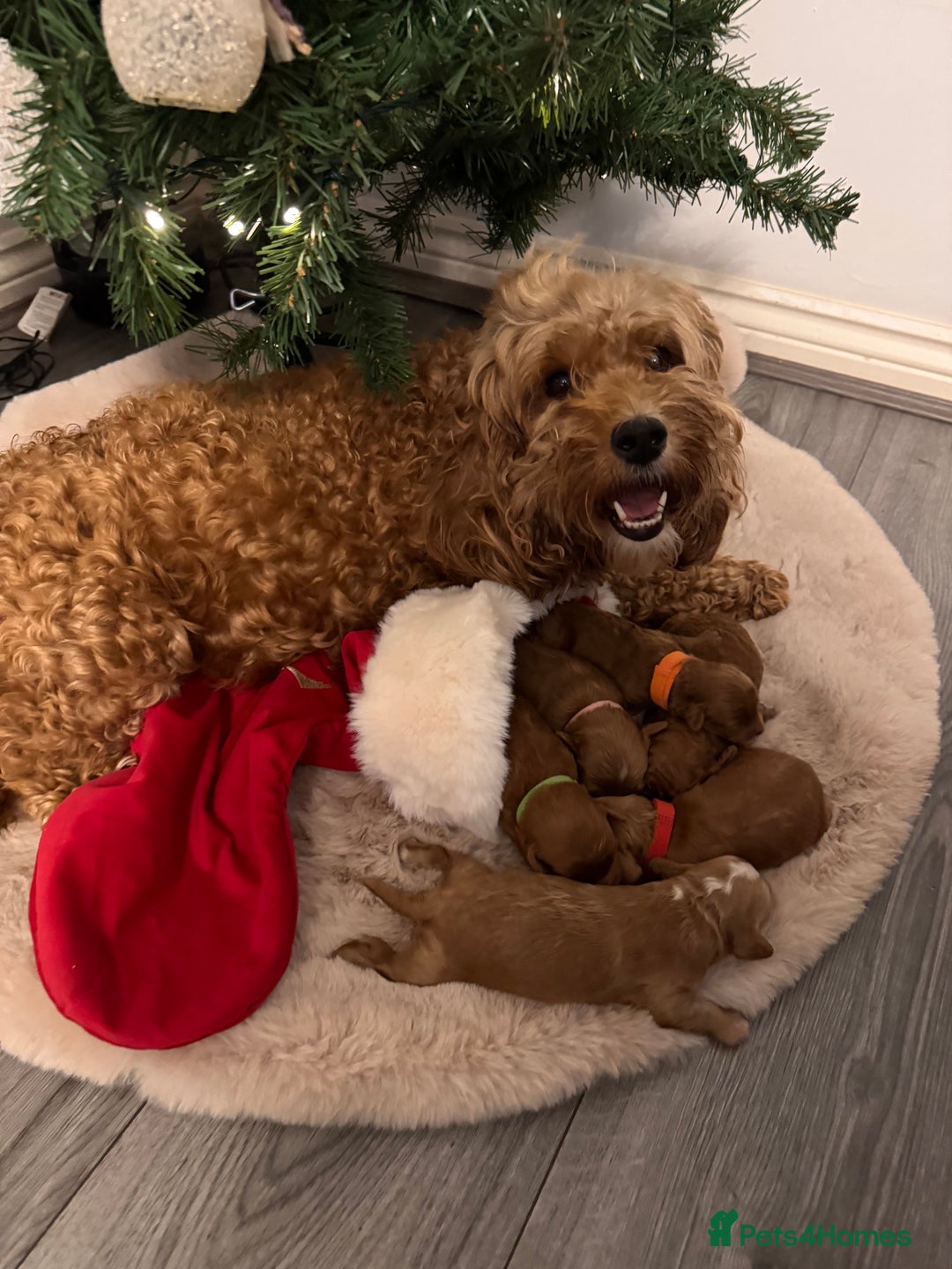 Cockapoo dogs for sale:  F1b Miniature Cockapoo Puppies fox red colour  - Advert 1