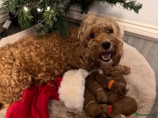 Cockapoo dogs F1b Miniature Cockapoo Puppies fox red colour - Advert 1