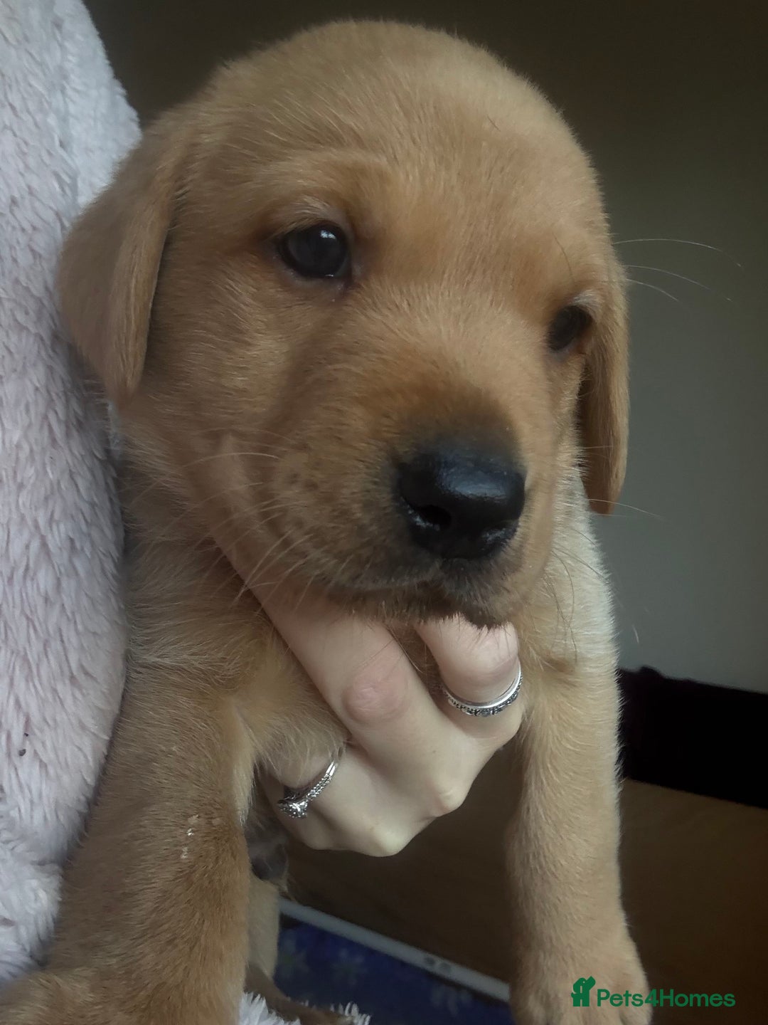 Labrador Retriever dogs for sale: Labrador puppies.  - Advert 32