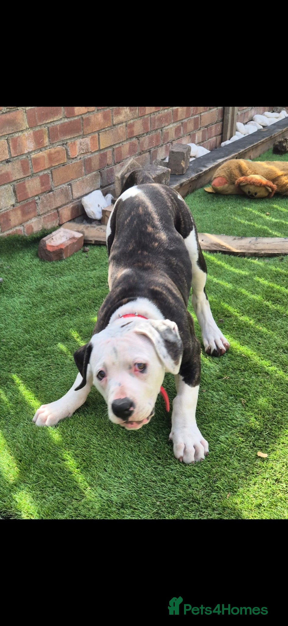 American Bulldog dogs American bulldog - Advert 1