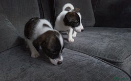 Jack Russell dogs for sale: Beautiful jack russle puppies - Image 31