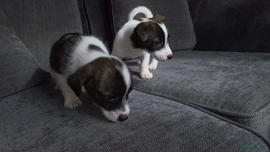 Jack Russell dogs for sale: Beautiful jack russle puppies - Image 31