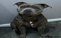 Staffordshire Bull Terrier dogs for sale: KC Registered Mr T & Luminastaffs Puppies - Image 25