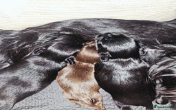 Yorkshire Terrier dogs for sale: Mini Yorkshire terrier Biewer Chocolate /black  - Image 3