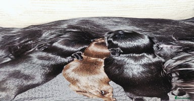 Yorkshire Terrier dogs - Advert 3