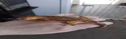 Gecko reptiles for sale: Male Crested Gecko - Advert 2
