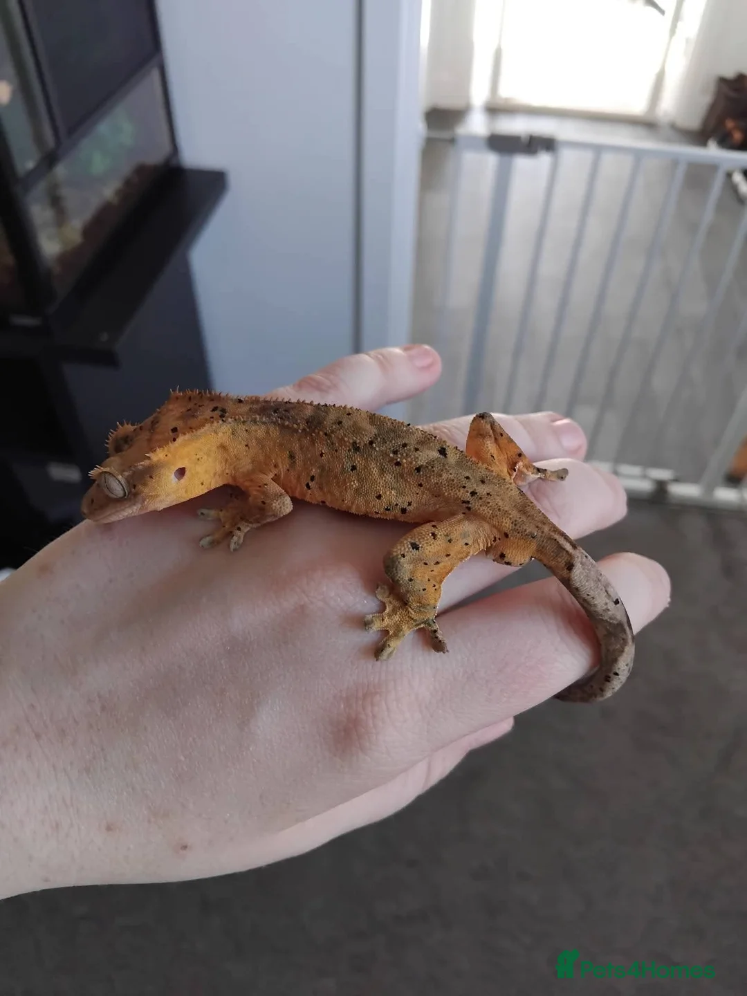 Gecko reptiles for sale: Male Crested Gecko - Advert 2