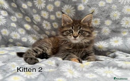 Maine Coon cats for sale: Pedigree Maine Coon Kittens - TICA Registered  - Image 5