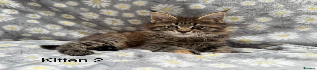 Maine Coon Kitten 2