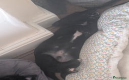 Mixed Breed dogs for sale: Beautiful Labrador x Staffys - Image 6