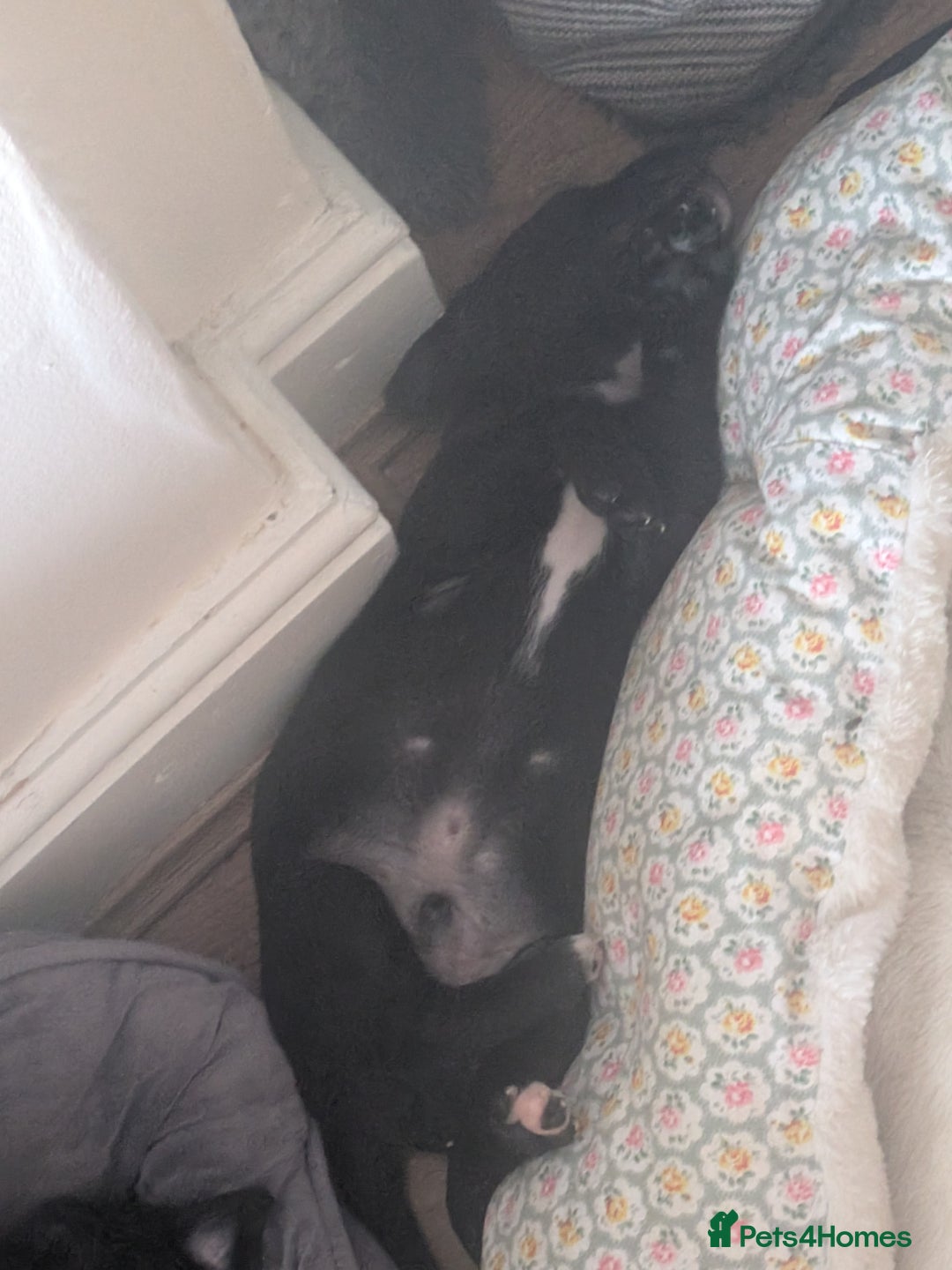 Mixed Breed dogs for sale: Beautiful Labrador x Staffys - Image 6