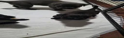 Cane Corso dogs for sale: Cane Corso Puppies - Advert 8