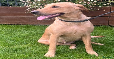 Labrador Retriever dogs - Advert 5