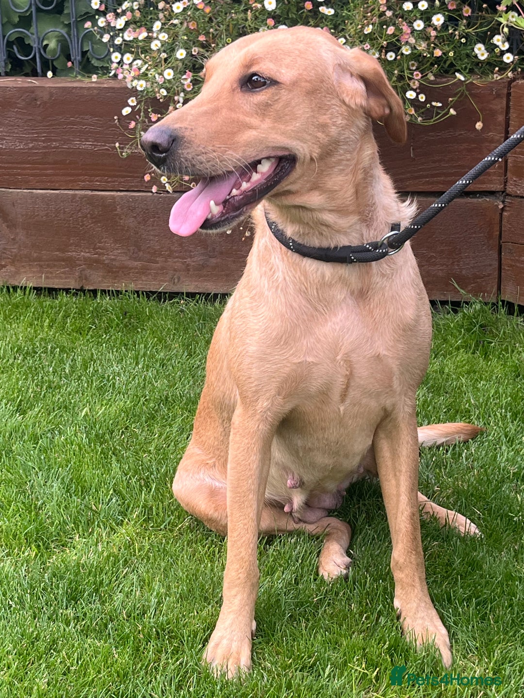 Labrador Retriever dogs for sale: Loving friendly three year old Labrador bitch  - Image 3