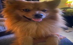 Pomeranian dogs for sale: Gorgeous boy pom - Image 3