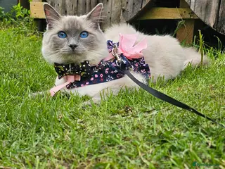 Ragdoll cats Ragdoll kittens - Advert 5