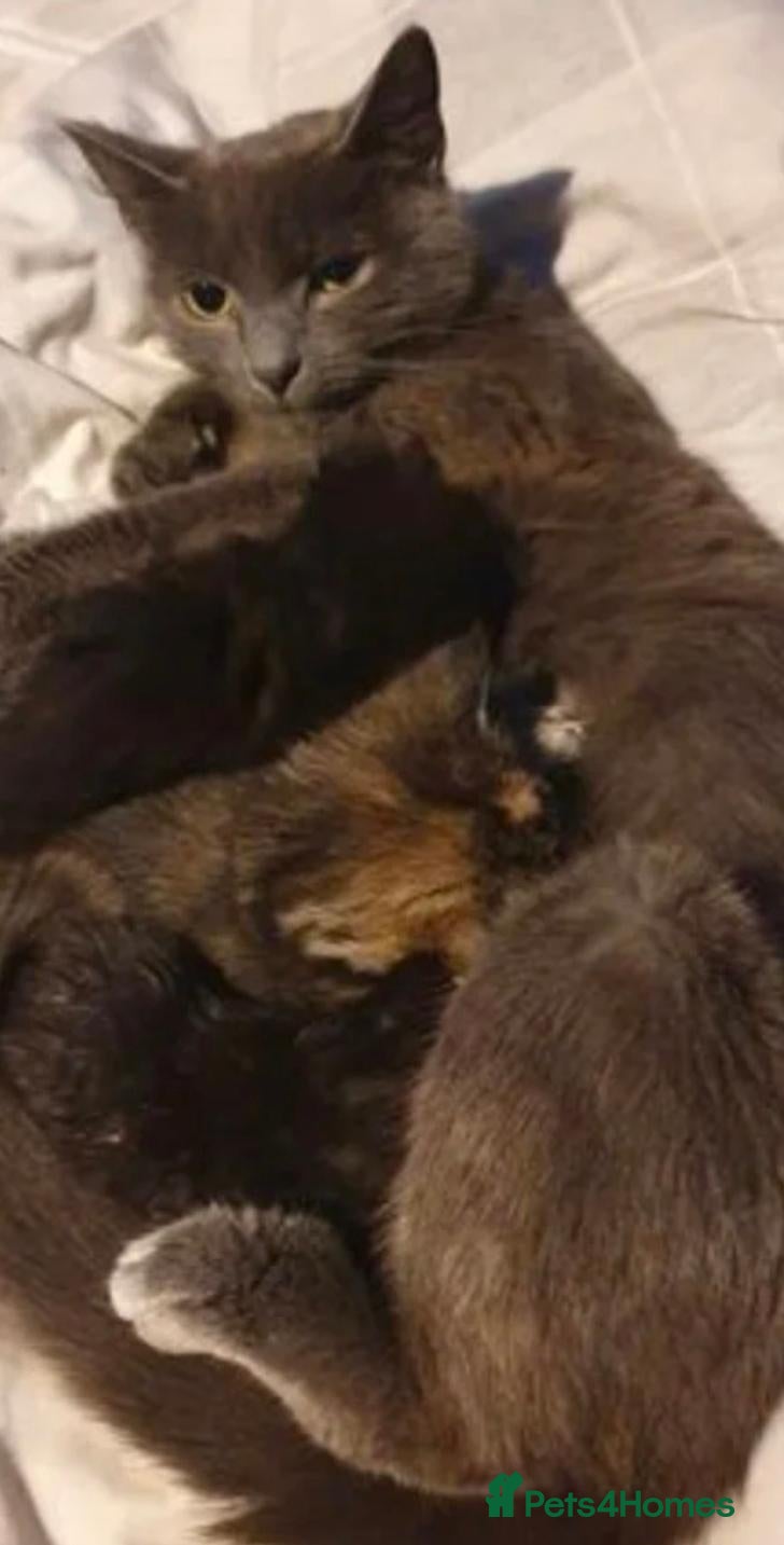 Russian Blue cats Russian blue x bengal black charcoal male female  - Advert 1