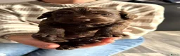 Cocker Spaniel dogs for sale: Stunning litter of cocker spaniels - Advert 35