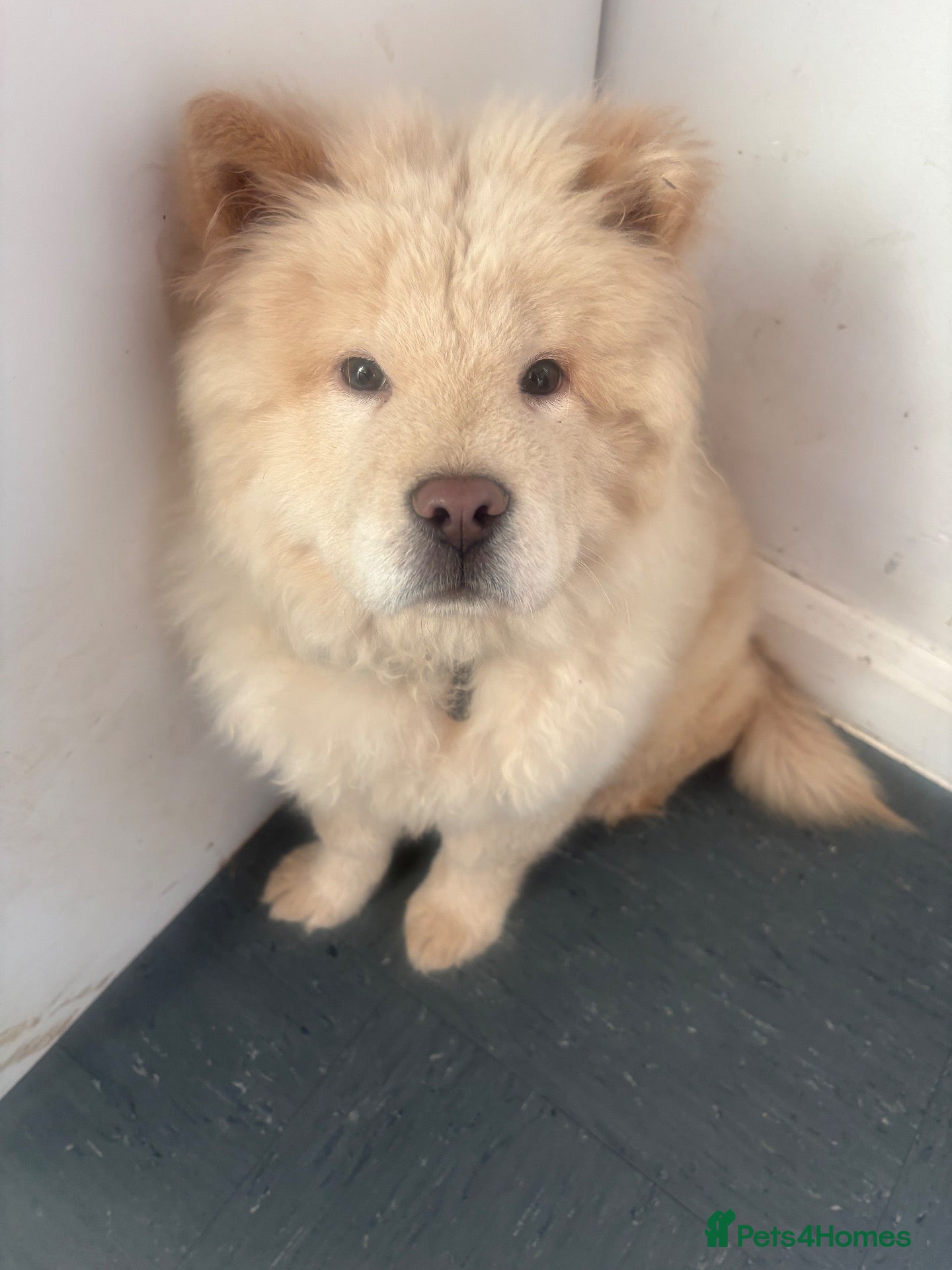 Chow Chow dogs for sale: Chow chow puppy - Advert 1