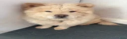 Chow Chow dogs for sale: Chow chow puppy in Newcastle upon Tyne - Advert 1