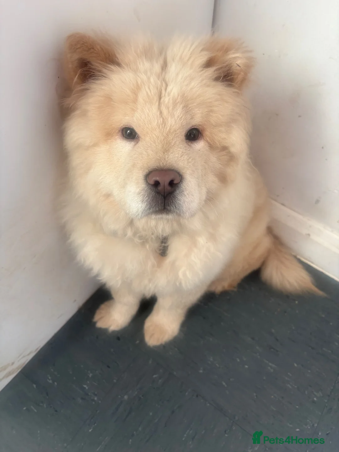 Chow Chow dogs for sale: Chow chow puppy in Newcastle upon Tyne - Advert 1