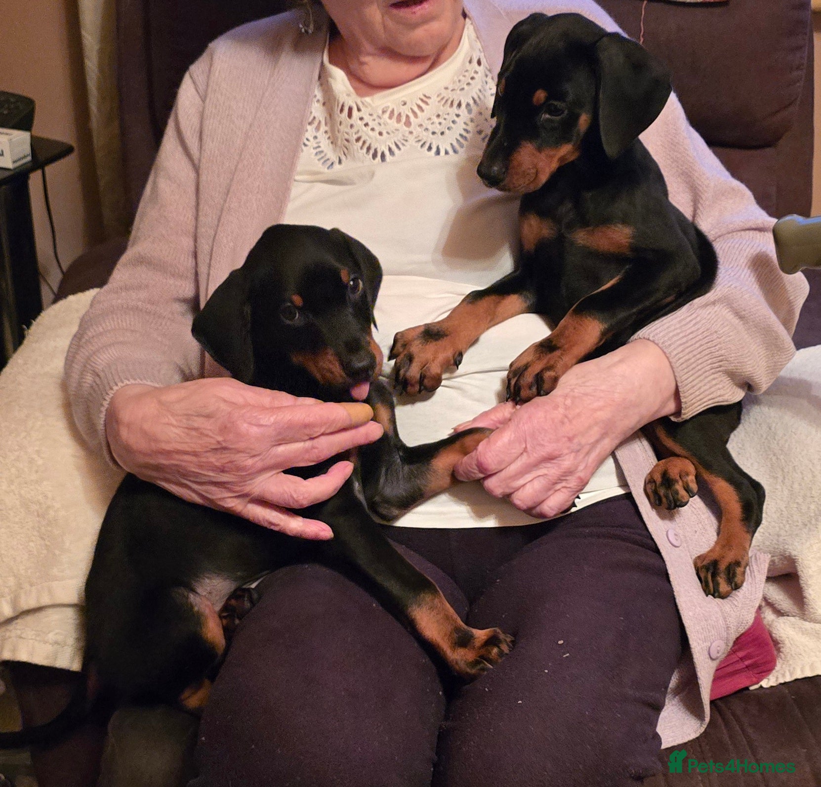 Dobermann dogs X4 Beautiful female pups available  - Advert 2
