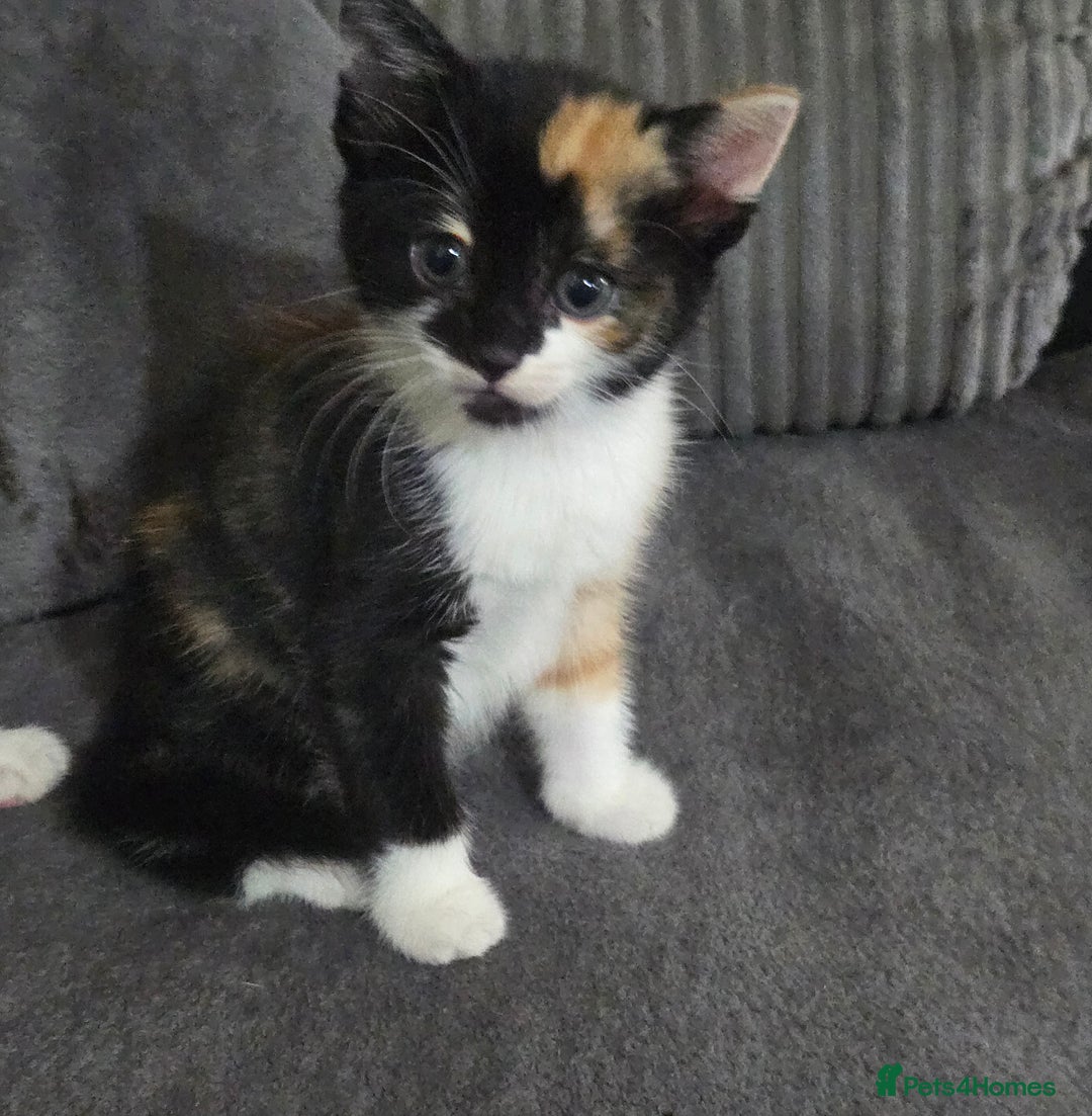 Mixed Breed cats for sale: 2 female 1 male ready for new homes October 1st - Image 5